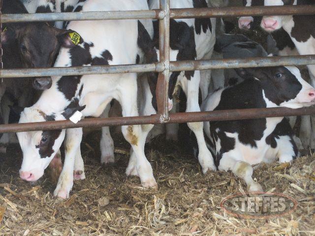 (85) Commercial Holstein